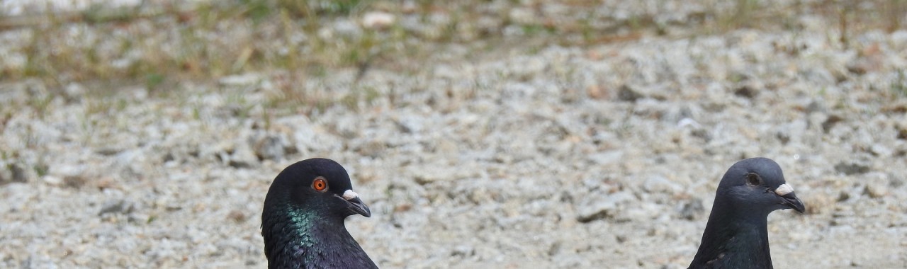 Czy warto dokarmiać gołębie?