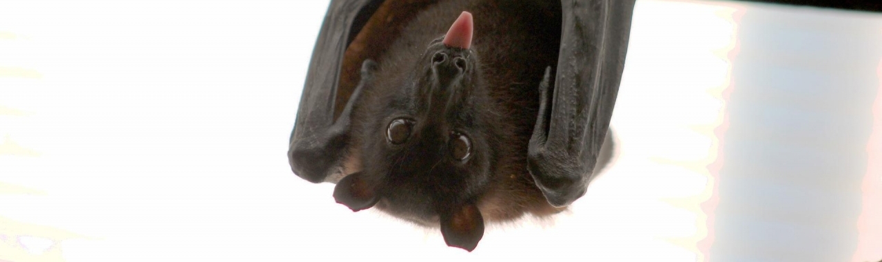 Nietoperz - nie taki straszny, jak go malują