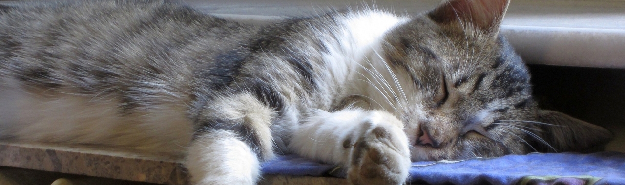 Ustawa o szczególnych rozwiązaniach w zakresie niektórych źródeł ciepła 